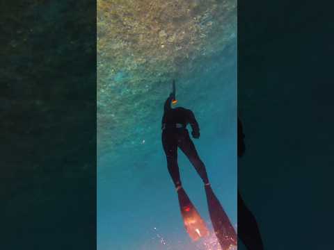 Fun Spearfishing Di