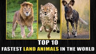 TOP 10 FASTEST LAND ANIMALS IN THE WORLD by BRIEF INFO TUBE 971 views 5 years ago 4 minutes, 35 seconds