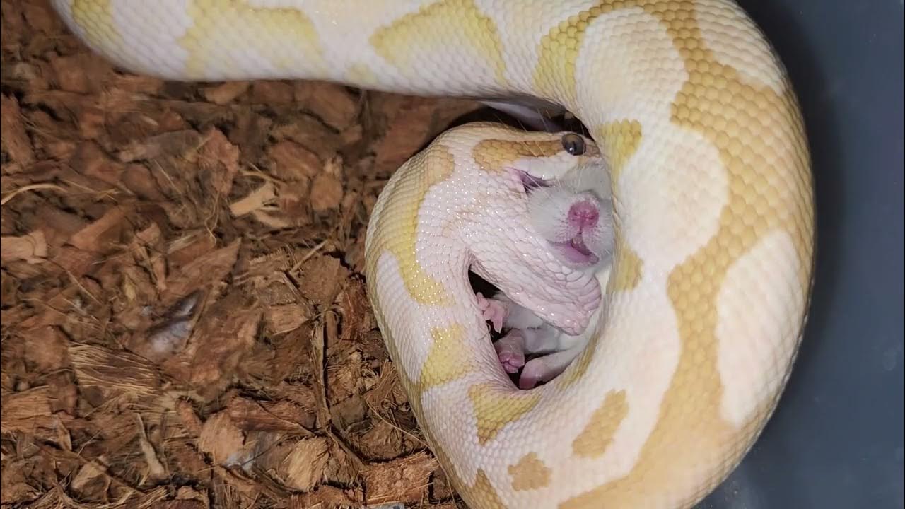 Python Wraps Up A Rat - Warning Live Feeding - YouTube