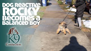 Dog Reactive Rocky Becomes a Balanced Boy by Tyler Muto 1,705 views 1 year ago 47 seconds