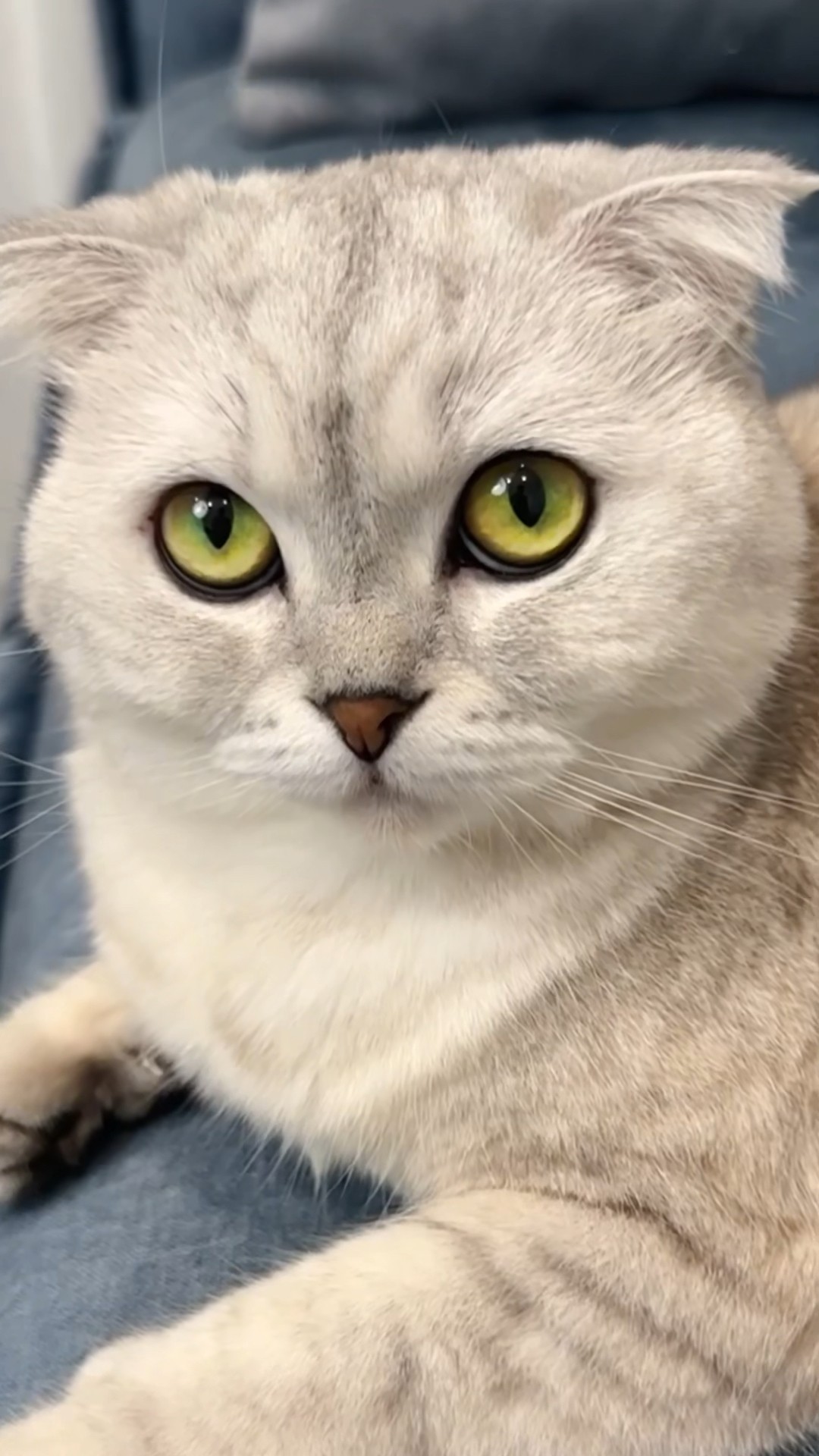 Sonya is a little manipulator ? #cat