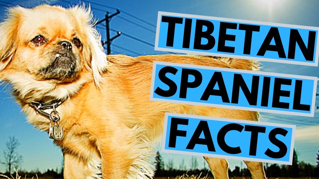 are tibetan spaniel aggressive