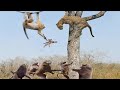Brave mother leopard rescue her baby from baboons  1001 animals