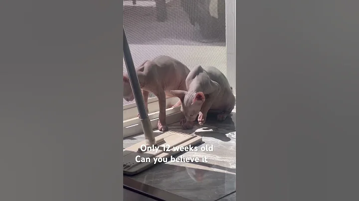 Video 2914891: giant sphynx