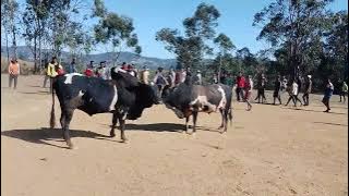 adin'omby Betsileo Ly Jorgue( Sada manja ) vs Ly Madeleine ( fitatra ) #madagascar