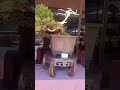 bonsai displays