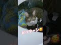 洗濯機でくつろぐ猫が可愛い😍第二弾#cat #猫 #ねこ #ネコ #川上麻衣子