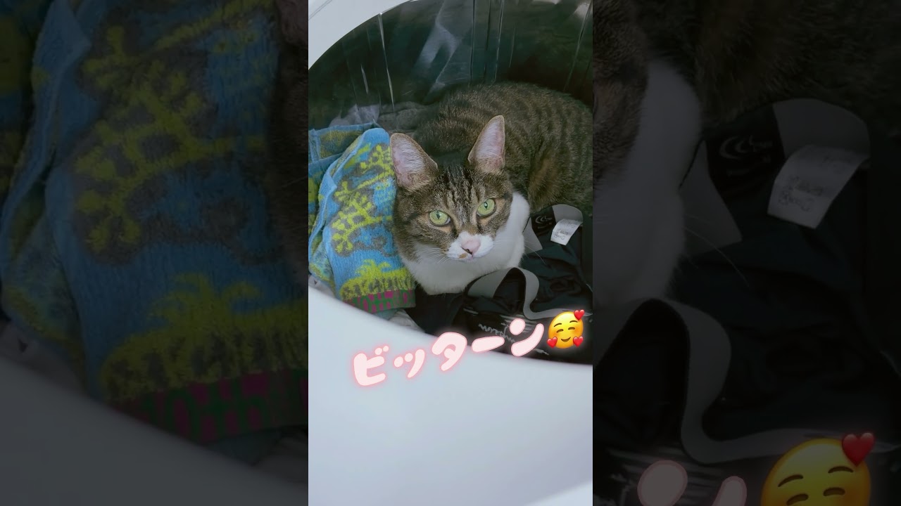 洗濯機でくつろぐ猫が可愛い😍第二弾#cat #猫 #ねこ #ネコ #川上麻衣子