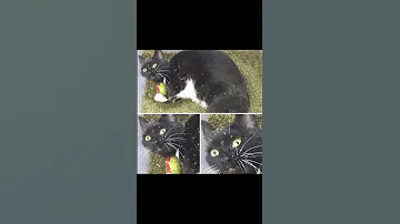 Коты под кайфом от кошачей мяты