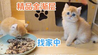 猫舍小猫咪每天吃的啥，一起来看看吧，猫咪吃的好，才会长肉肉 by  Jasmine Ragdoll 21 views 2 weeks ago 1 minute, 55 seconds