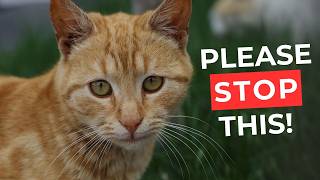 8 Behaviors Cats Only Display When Their Heart Is Broken