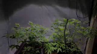 The Weed Reader Garden Update - Indoor Summer Prep