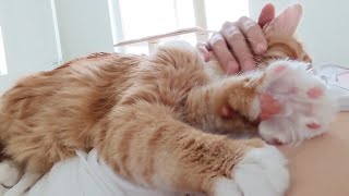 My Cat was Not Adopted. He's Hired as a Massage Therapist by 꼬부기아빠 My Pet Diary 36,840 views 4 years ago 2 minutes, 19 seconds