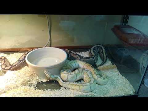 Ball Python Tail Waging 2 - BGE