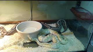 Ball Python Tail Waging 2 - BGE