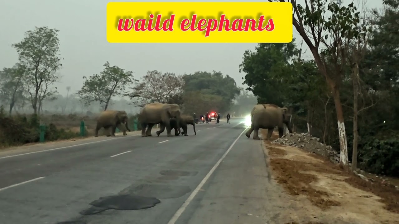 Wild Elephants Crossing NH 39 Road 