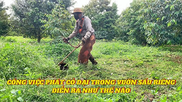 Công việc phát cỏ dại trong vườn sầu riêng nhà mình ll Biên Niên Sử Cuộc Sống Sầu Riêng