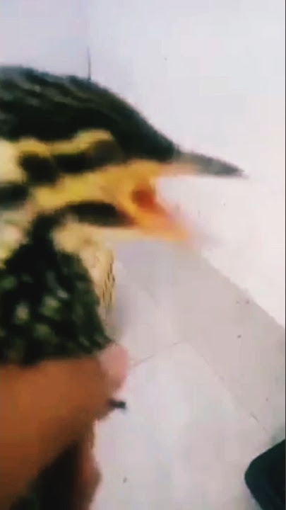 pelatuk bawang betina gacor dan jinak #shorts #subscribe