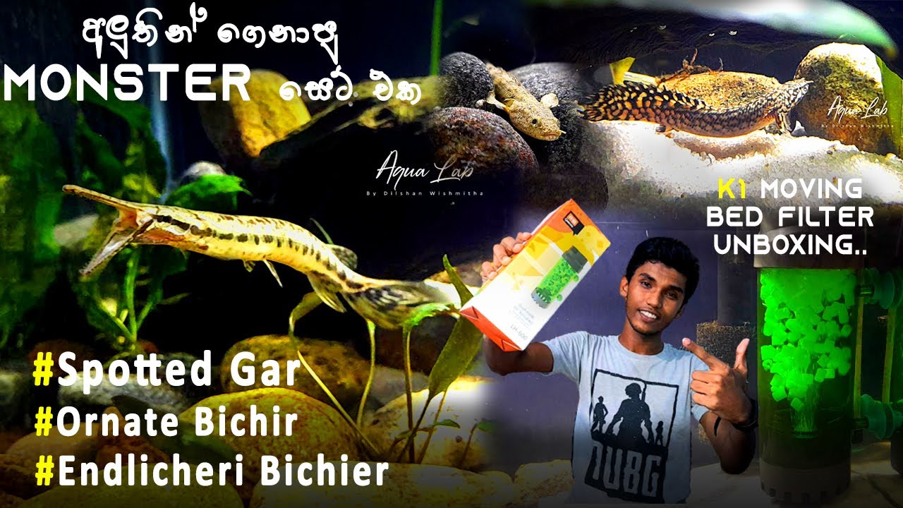 New Spotted Gar,Ornate and Endlicheri bichirs With K1 filter Unboxing and Review in සිංහල