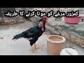 کمزور مرغے کو موٹا کرنے کا طریقہ