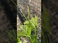 How To Distinguish A Future Harvest From A Dud 