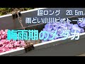 梅雨期のメダカ 超ロング雨どい小川ビオトープ⑭