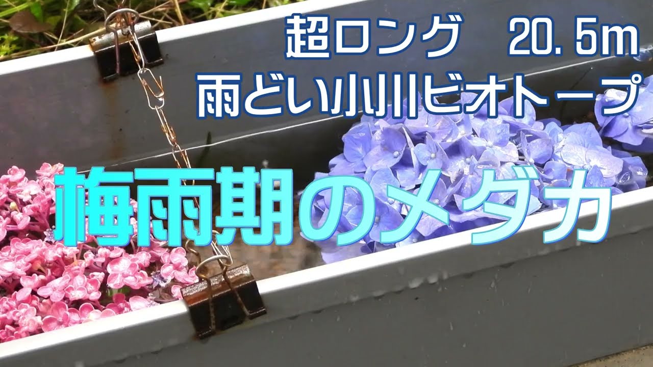 梅雨期のメダカ　超ロング雨どい小川ビオトープ⑭
