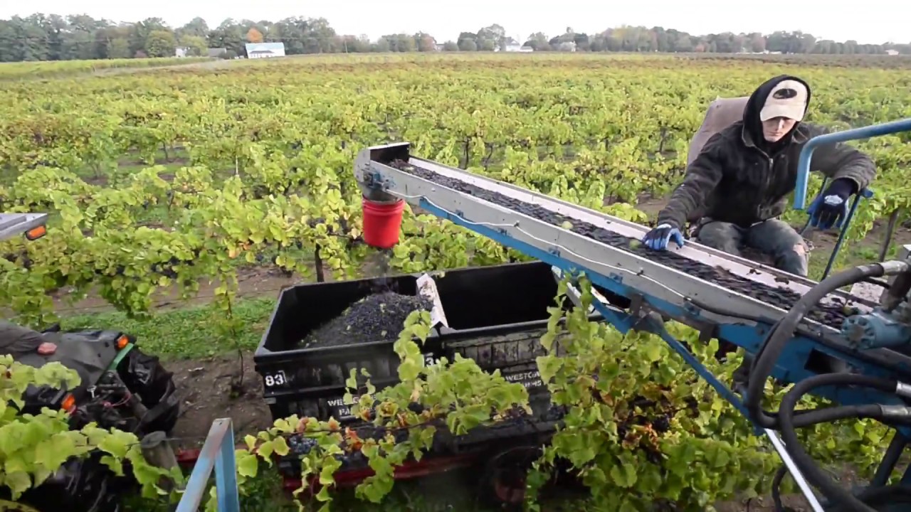 Grape harvesting in North East Township, Erie County YouTube