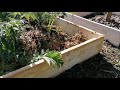 Fabriquer des CARRÉS POTAGERS avec des planches de coffrages