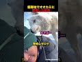 オオカミに遭遇して絶体絶命のサムネイル