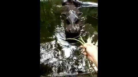 How to Boop a Hippo !