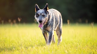 Witness the Incredible Speed and Agility of an Australian Cattle Dog in Lure Coursing!