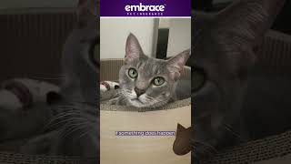 Curiosity And The Cat A Tale Of Minoxidil