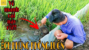 #11 Trộn Mồi Đặt Lợp Ếch Và Địa Điểm Cục Ếch Bự || Học vlog || a frog