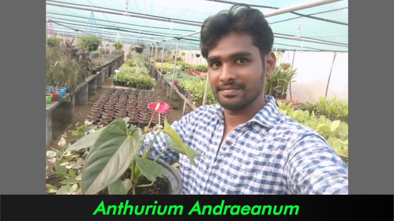Anthurium andraeanum flowering plant