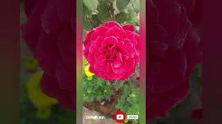Beautiful roses 🌹  ❤️  natural flowers || #@