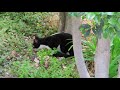 Cat catches and eats bird