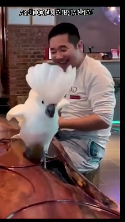 Burung Lucu II Burung Kakak Tua Joget Lucu #shorts #burungkakaktua #freeflyparrots
