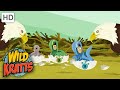 WILD KRATTS | Eagle Creature Suits | Cute! | NATURE