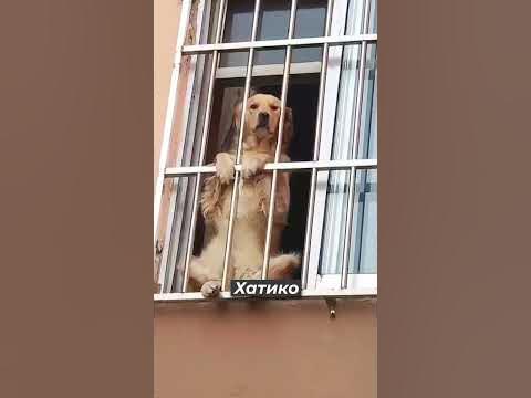 Хатико вернулся #shorts - YouTube