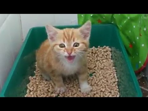 Cute small kittens meowing (Gattini miagolano) Jack Animals