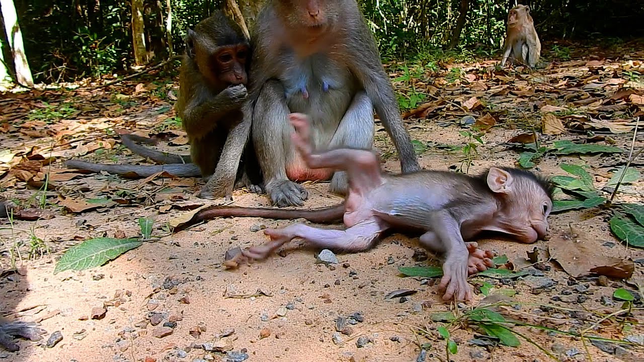 Incredible Story! This Is Most Beautiful Action Of Cute Tiny Baby Reza Walking While Mom Eating