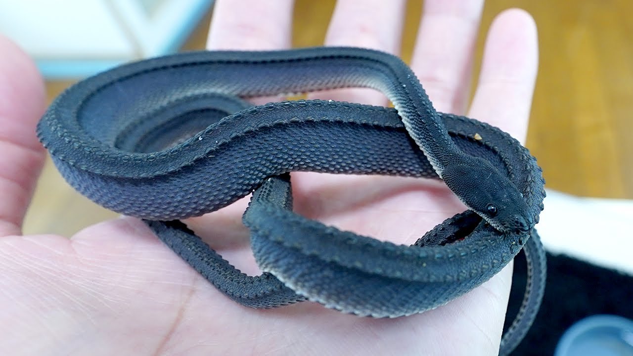 I started keeping a rare snake called a dragon snake. - YouTube