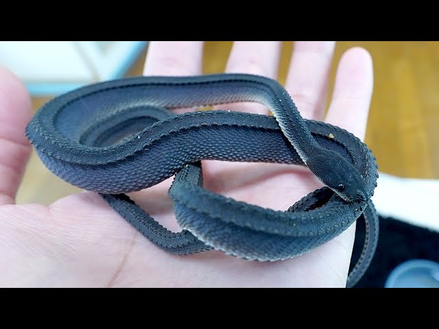 I started keeping a rare snake called a dragon snake. - YouTube