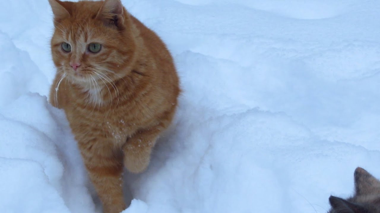 hungry cats inc 3 cats very hungry on the snow