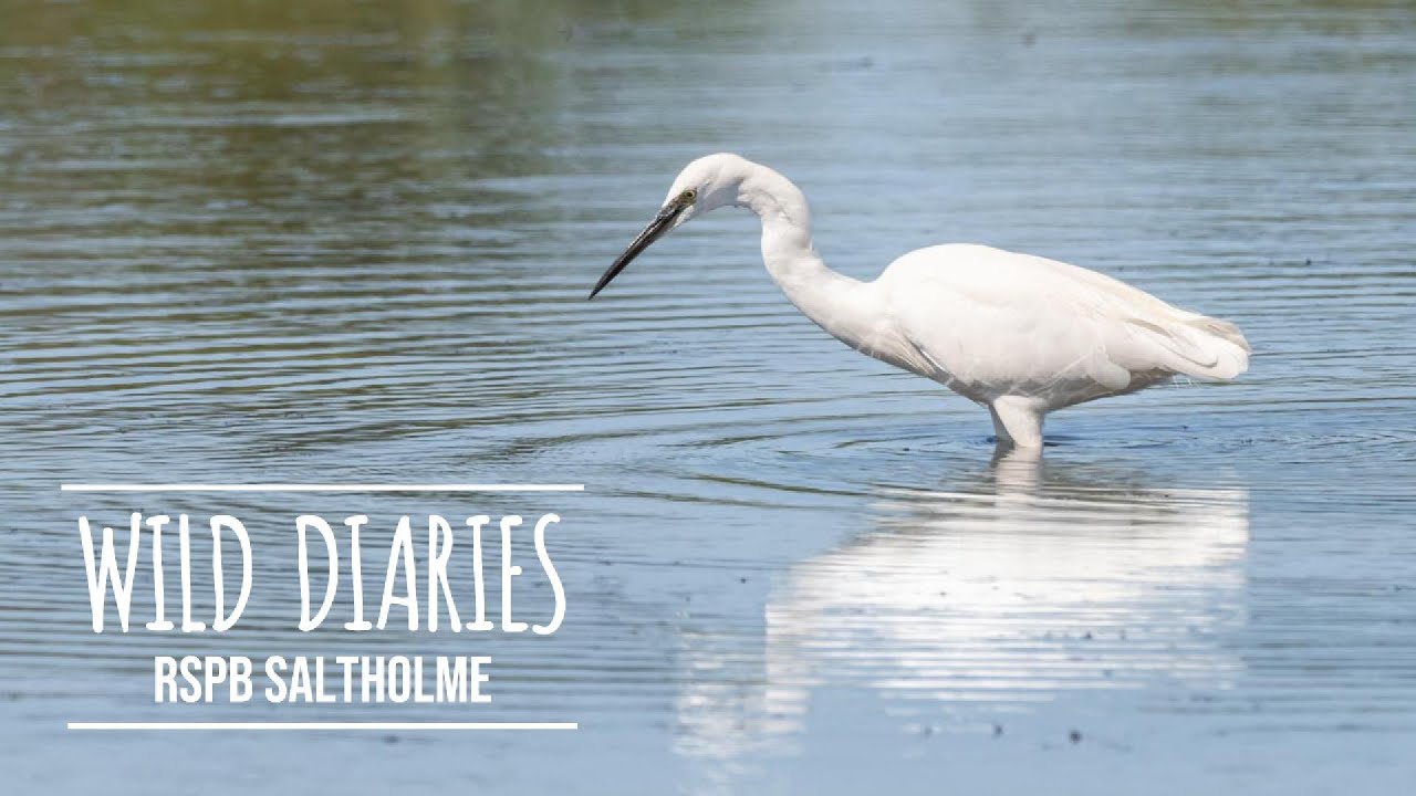 Through the Lens: RSPB Saltholme's Summer Wildlife Wonders