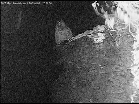 Eifel Lotte Leaves Roof January 2021 live cam preview