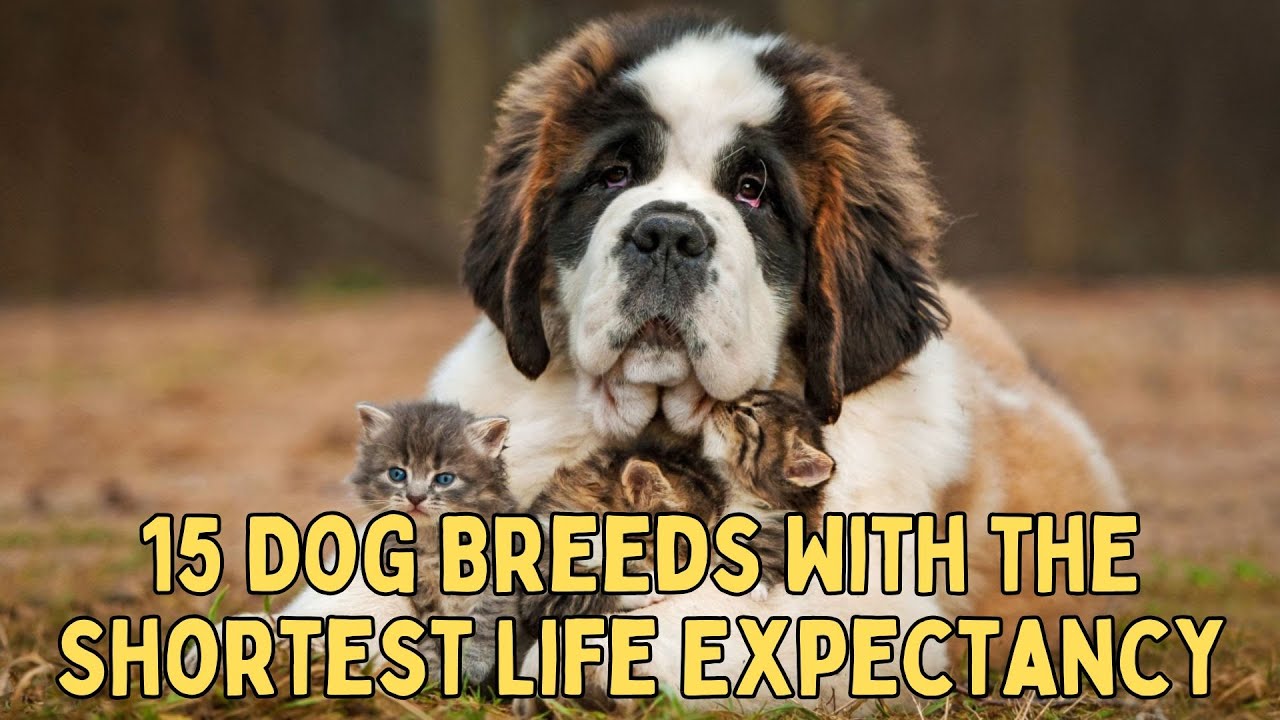 15 Dog Breeds With the Shortest Life Expectancy - YouTube