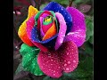Saaheli Rainbow Color Rose Plant | Grow Plants at Home ♥️