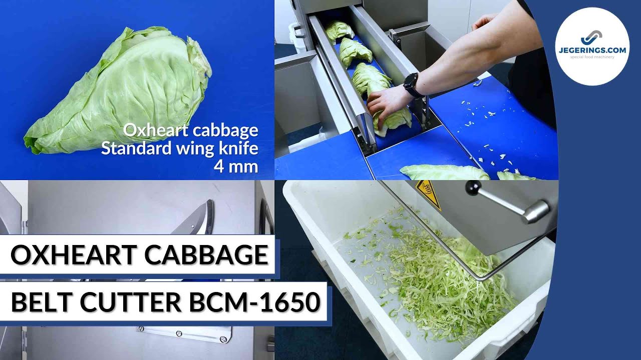 Oxheart Cabbage Cutting Machine Vegetable Belt Slicer BCM1650 YouTube